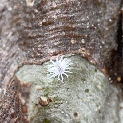 Coccinellidae sp01 (Unidentified Waxy Ladybird Larvae) at Casey, ACT - 4 Nov 2023 by Hejor1