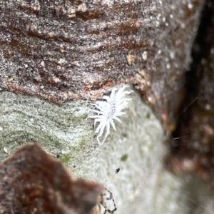 Cryptolaemus montrouzieri at Casey, ACT - 4 Nov 2023