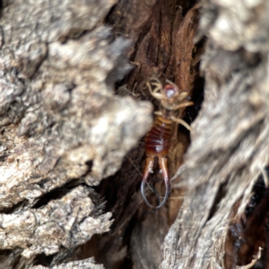 Forficula auricularia at Casey, ACT - 4 Nov 2023 03:26 PM