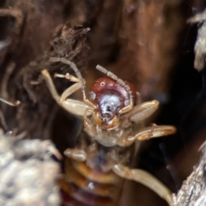 Forficula auricularia at Casey, ACT - 4 Nov 2023