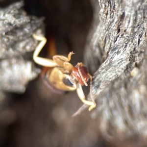 Forficula auricularia at Casey, ACT - 4 Nov 2023