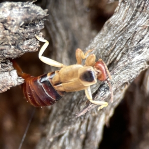 Forficula auricularia at Casey, ACT - 4 Nov 2023 03:26 PM