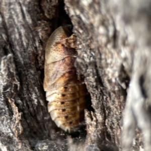 Laxta sp. (genus) at Casey, ACT - 4 Nov 2023