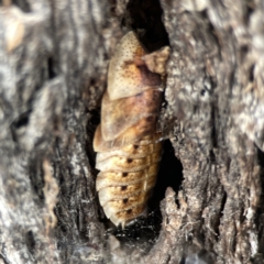 Laxta sp. (genus) at Casey, ACT - 4 Nov 2023