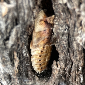 Laxta sp. (genus) at Casey, ACT - 4 Nov 2023