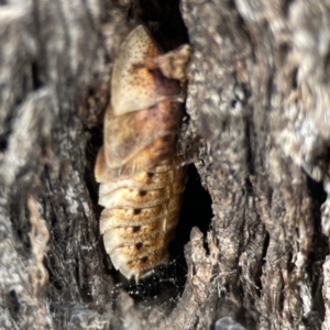 Laxta sp. (genus) at Casey, ACT - 4 Nov 2023