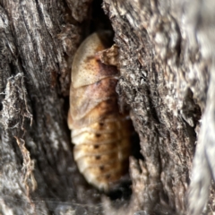 Laxta sp. (genus) at Casey, ACT - 4 Nov 2023