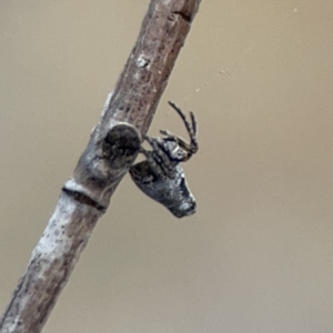 Acroaspis sp. (genus) at Casey, ACT - 4 Nov 2023 03:35 PM