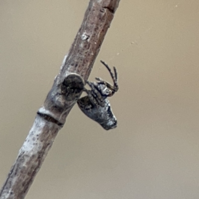 Acroaspis sp. (genus) (Twig Spider) at Casey, ACT - 4 Nov 2023 by Hejor1