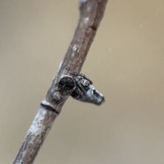 Acroaspis sp. (genus) at Casey, ACT - 4 Nov 2023