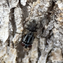 Musca sp. (genus) (Fly) at Casey, ACT - 4 Nov 2023 by Hejor1