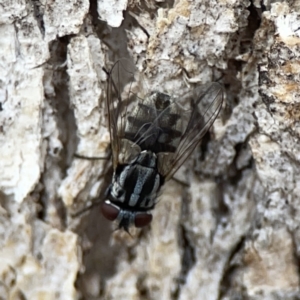 Musca sp. (genus) at Casey, ACT - 4 Nov 2023