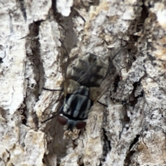 Musca sp. (genus) at Casey, ACT - 4 Nov 2023 03:36 PM