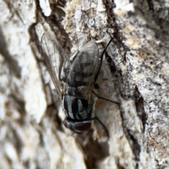 Musca sp. (genus) at Casey, ACT - 4 Nov 2023