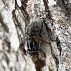 Musca sp. (genus) at Casey, ACT - 4 Nov 2023