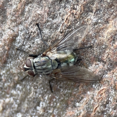 Unidentified Bristle Fly (Tachinidae) at Casey, ACT - 4 Nov 2023 by Hejor1