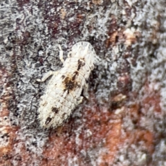 Ledromorpha planirostris at Casey, ACT - 4 Nov 2023