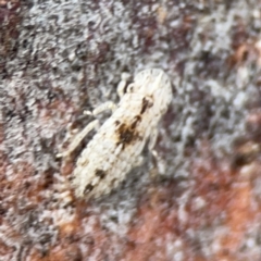 Ledromorpha planirostris at Casey, ACT - 4 Nov 2023