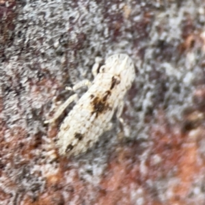 Ledromorpha planirostris at Casey, ACT - 4 Nov 2023