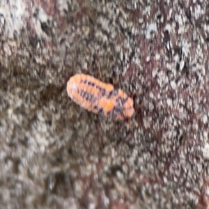 Monophlebulus sp. (genus) at Casey, ACT - 4 Nov 2023 03:42 PM