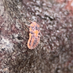 Monophlebulus sp. (genus) at Casey, ACT - 4 Nov 2023 03:42 PM