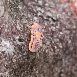 Monophlebulus sp. (genus) at Casey, ACT - 4 Nov 2023