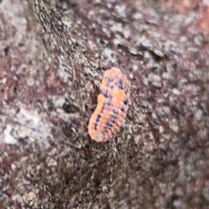 Monophlebulus sp. (genus) at Casey, ACT - 4 Nov 2023