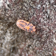 Monophlebulus sp. (genus) at Casey, ACT - 4 Nov 2023