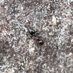 Crematogaster sp. (genus) (Acrobat ant, Cocktail ant) at Casey, ACT - 4 Nov 2023 by Hejor1
