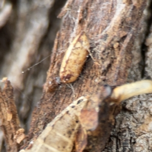 Ellipsidion sp. (genus) at Casey, ACT - 4 Nov 2023 03:45 PM