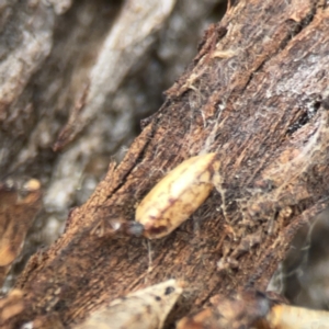 Ellipsidion sp. (genus) at Casey, ACT - 4 Nov 2023 03:45 PM