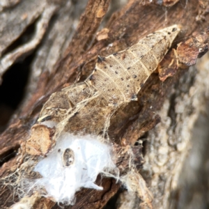 Pieris rapae at Casey, ACT - 4 Nov 2023