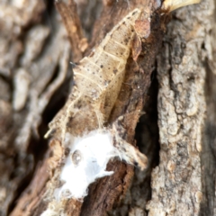 Pieris rapae at Casey, ACT - 4 Nov 2023