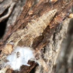 Pieris rapae at Casey, ACT - 4 Nov 2023