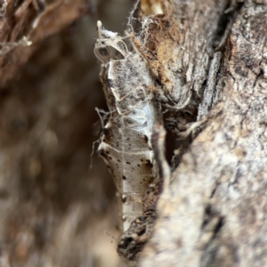 Pieris rapae at Casey, ACT - 4 Nov 2023