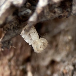 Pieris rapae at Casey, ACT - 4 Nov 2023