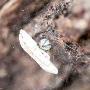 Theridiidae (family) at Casey, ACT - 4 Nov 2023