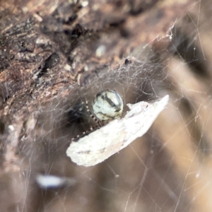 Theridiidae (family) at Casey, ACT - 4 Nov 2023