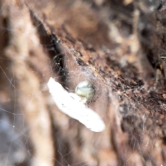 Theridiidae (family) at Casey, ACT - 4 Nov 2023