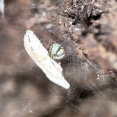 Theridiidae (family) at Casey, ACT - 4 Nov 2023