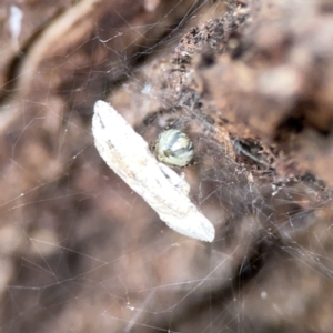 Theridiidae (family) at Casey, ACT - 4 Nov 2023