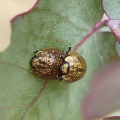 Paropsisterna cloelia (Eucalyptus variegated beetle) at Casey, ACT - 4 Nov 2023 by Hejor1