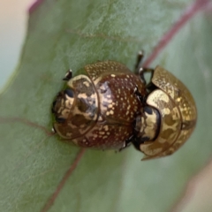 Paropsisterna cloelia at Casey, ACT - 4 Nov 2023 03:56 PM