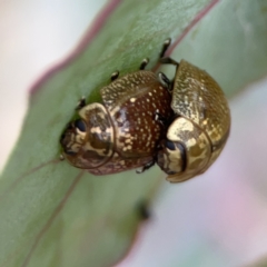 Paropsisterna cloelia at Casey, ACT - 4 Nov 2023 03:56 PM