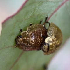 Paropsisterna cloelia at Casey, ACT - 4 Nov 2023 03:56 PM