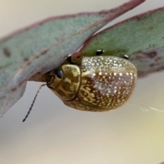 Paropsisterna cloelia at Casey, ACT - 4 Nov 2023