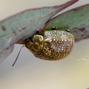 Paropsisterna cloelia at Casey, ACT - 4 Nov 2023