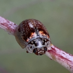 Paropsisterna m-fuscum (Eucalyptus Leaf Beetle) at Casey, ACT - 4 Nov 2023 by Hejor1