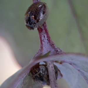 Paropsisterna m-fuscum at Casey, ACT - 4 Nov 2023 03:54 PM