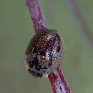 Paropsisterna m-fuscum at Casey, ACT - 4 Nov 2023